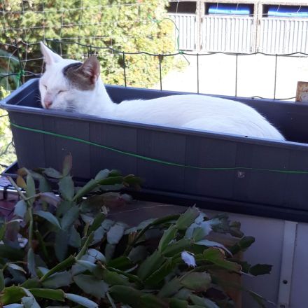 1Katze und 1Kater mit getigerten Abzeichen 2j u1j Tierschutztiere