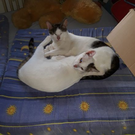 1Katze und 1Kater mit getigerten Abzeichen 2j u1j Tierschutztiere