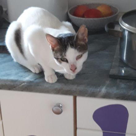 1Katze und 1Kater mit getigerten Abzeichen 2j u1j Tierschutztiere