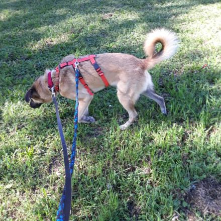 2j Mischlingsrüde event Herdenschutzhundmix