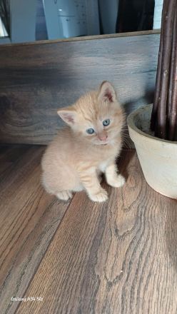 Wunderschöne Kitten