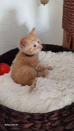 Wunderschöne Kitten