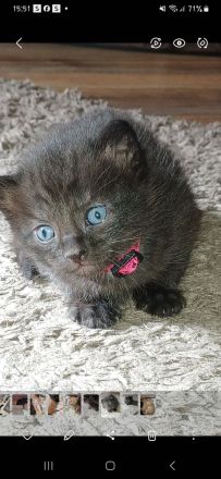 Wunderschöne Kitten