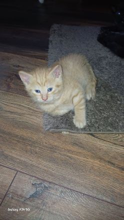 Wunderschöne Kitten