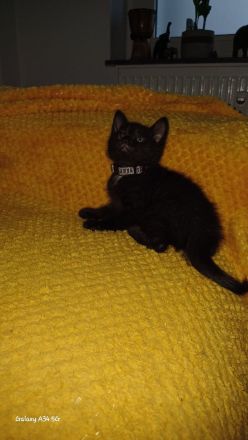 Wunderschöne Kitten