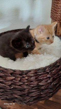 Wunderschöne Kitten