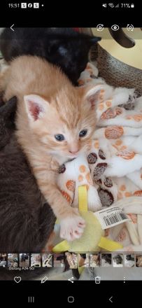 Wunderschöne Kitten