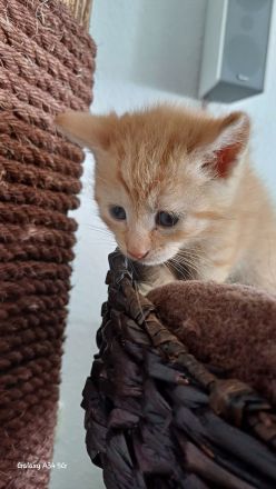 Wunderschöne Kitten