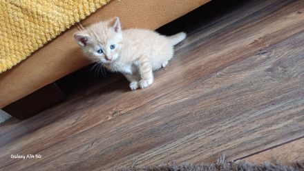 Wunderschöne Kitten