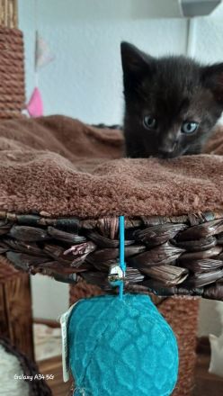 Wunderschöne Kitten