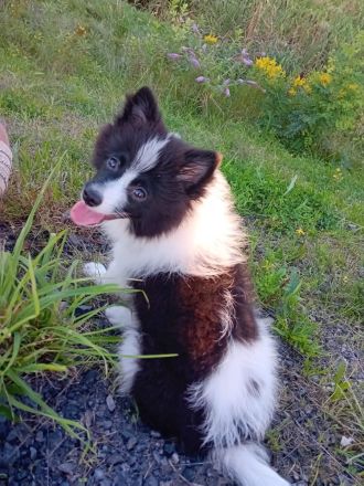 Lieben netten spitzrüden