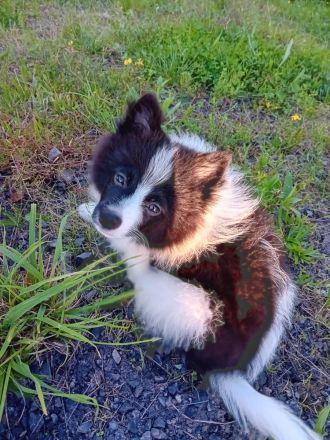 Lieben netten spitzrüden