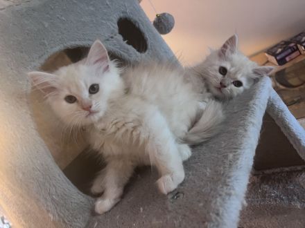 3 Zuckersüße Main Coon/Persa Kitten