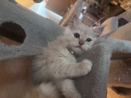 3 Zuckersüße Main Coon/Persa Kitten