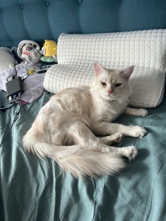 3 Zuckersüße Main Coon/Persa Kitten