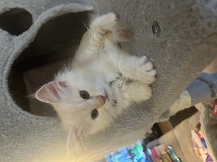 3 Zuckersüße Main Coon/Persa Kitten