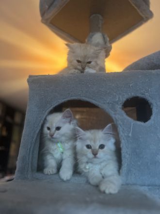 3 Zuckersüße Main Coon/Persa Kitten