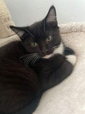 BKH Mix 12 Wochen alt