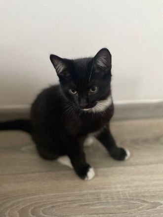 BKH Mix 12 Wochen alt