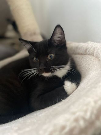 BKH Mix 12 Wochen alt