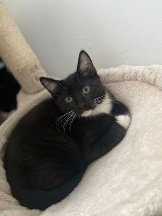 BKH Mix 12 Wochen alt