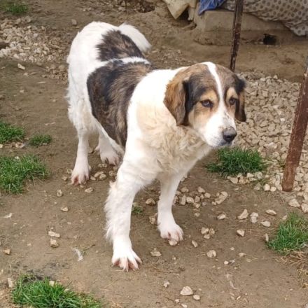 HÜNDIN DANIELA, derzeit in Griechenland