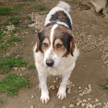 HÜNDIN DANIELA, derzeit in Griechenland