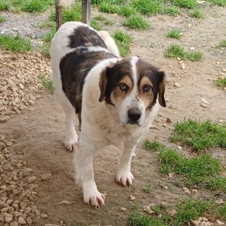 HÜNDIN DANIELA, derzeit in Griechenland