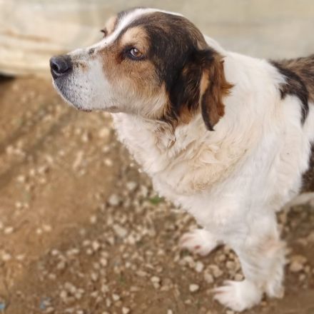 HÜNDIN DANIELA, derzeit in Griechenland