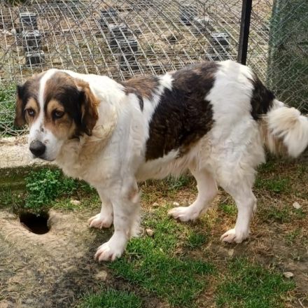 HÜNDIN DANIELA, derzeit in Griechenland