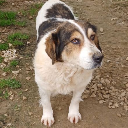 HÜNDIN DANIELA, derzeit in Griechenland