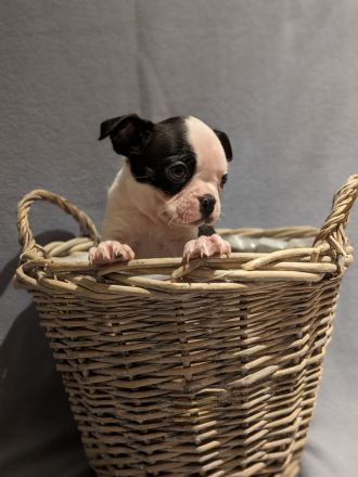 Boston Terrier Welpen - mit viel Nase in Sonderfarbe