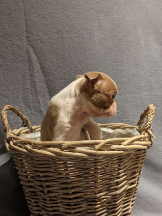 Boston Terrier Welpen - mit viel Nase in Sonderfarbe