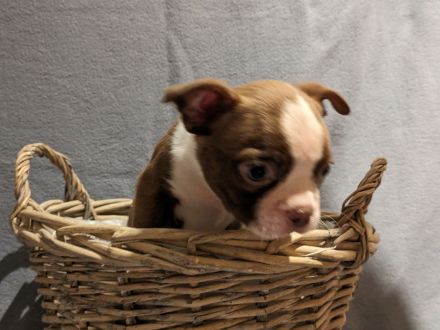 Boston Terrier Welpen - mit viel Nase in Sonderfarbe