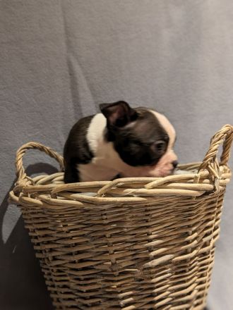 Boston Terrier Welpen - mit viel Nase in Sonderfarbe