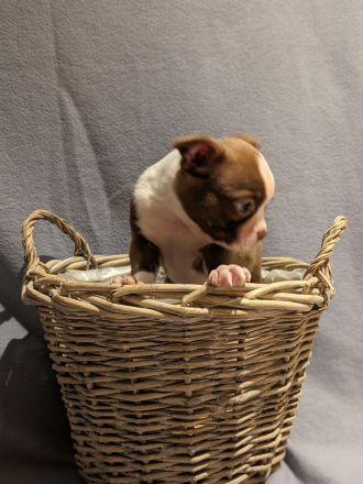 Boston Terrier Welpen - mit viel Nase in Sonderfarbe