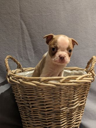 Boston Terrier Welpen - mit viel Nase in Sonderfarbe