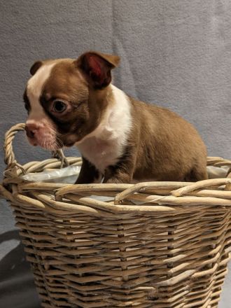 Boston Terrier Welpen - mit viel Nase in Sonderfarbe