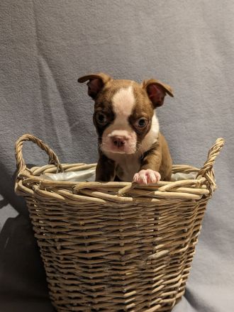 Boston Terrier Welpen - mit viel Nase in Sonderfarbe