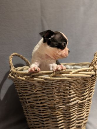 Boston Terrier Welpen - mit viel Nase in Sonderfarbe
