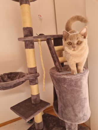 BKH Katze 3 Monate Alt