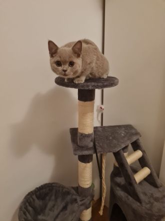 BKH Katze 3 Monate Alt