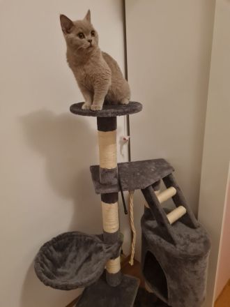 BKH Katze 3 Monate Alt