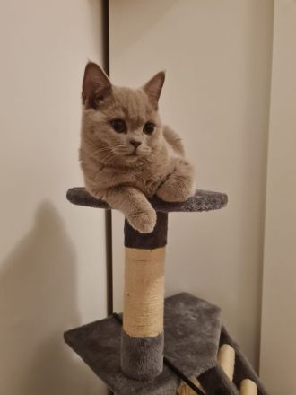 BKH Katze 3 Monate Alt