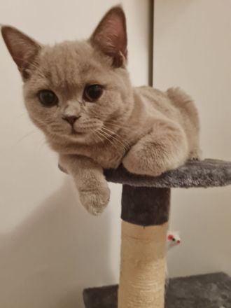 BKH Katze 3 Monate Alt