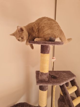 BKH Katze 3 Monate Alt