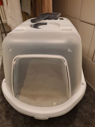 BKH Katze 3 Monate Alt