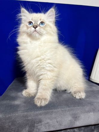 Neva Masquarade kitten mit Stammbaum