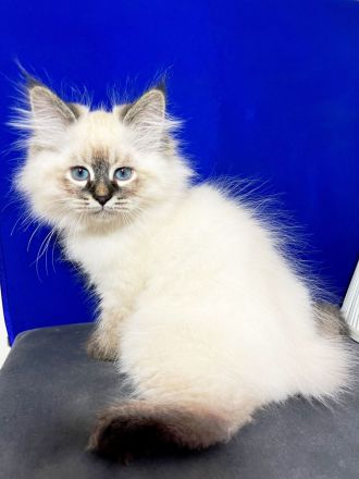 Neva Masquarade kitten mit Stammbaum