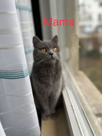 BkH reinrassige Kitten